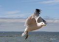 Picture Title - seagull in action