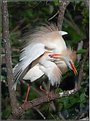 Picture Title - CATTLE EGRETS