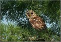 Picture Title - BARRED OWL (immature)