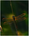 Picture Title - BACKLIT DRAGONFLY