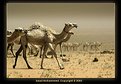 Picture Title - Camels Return