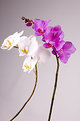 Picture Title - orchids