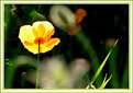 Picture Title - Sun Drenched Poppy