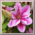 Picture Title - Clematis