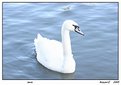 Picture Title - swan