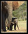 Mother and Baby African Elephant