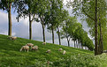 Picture Title - Sheep on a dike