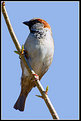 Picture Title - Sparrow portrait