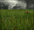 Picture Title - the barley field