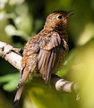 Picture Title - Baby robin