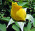 A Little Yellow Rosebud