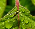 Picture Title - Fly & rain drops