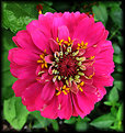 Picture Title - Zinnia
