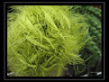 Picture Title - Green Fuzz