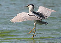 Picture Title - Dancing Heron