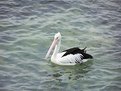 Picture Title - Single Pelican