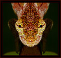 Picture Title - Monster chameleon