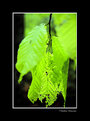 Picture Title - dangling leaves