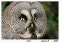 Picture Title - owl