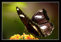 Picture Title - Butterfly