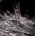 Picture Title - Reeds