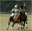 Picture Title - This is Polocross!