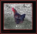 Picture Title - Colourful Cockerel