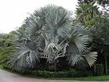 Picture Title - Rare Palm Tree