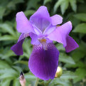 Picture Title - iris