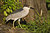 Black-crowned night heron