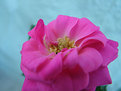 Picture Title - Another mini-rose (2)