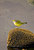 Female Yellow Warbler