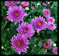 Picture Title - Chrysanthemums (MUMs)