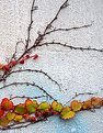 Picture Title - Tendrils and leaves