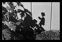 Picture Title - plant shadow man