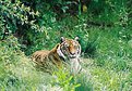 Picture Title - Sumatran Tiger