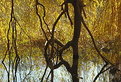 Picture Title - Golden Reflection