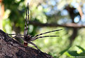 Picture Title - .:: Armadeira Spider ::.
