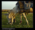 Picture Title - A donkey in spring 