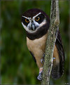Picture Title - Tawny-browed Owl
