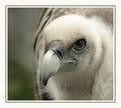 Picture Title - Vulture