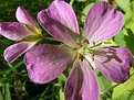 Picture Title - Pink Petals