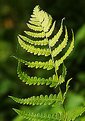 Picture Title - Fern de la Madre