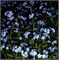 Picture Title - Forgetmenot