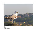 Picture Title - Gull