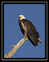 Picture Title - Bald Eagle