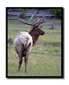 Picture Title - Bull Elk