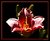 Rasberry Day Lily