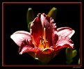 Picture Title - Rasberry Day Lily