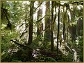 Picture Title - Hoh Rainforest